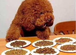 泰迪犬吃什么零食